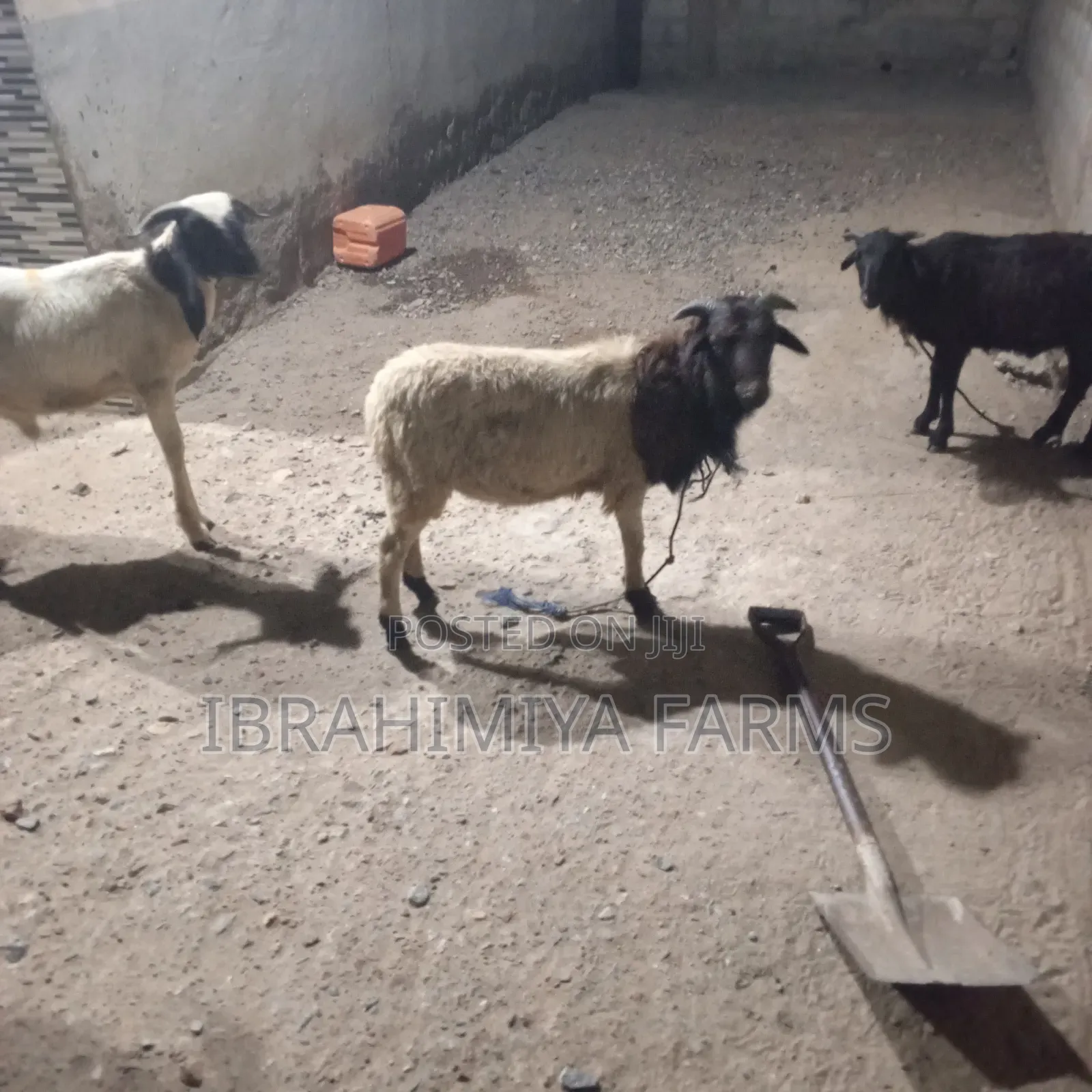Affordable Sheeps