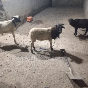 Affordable Sheeps