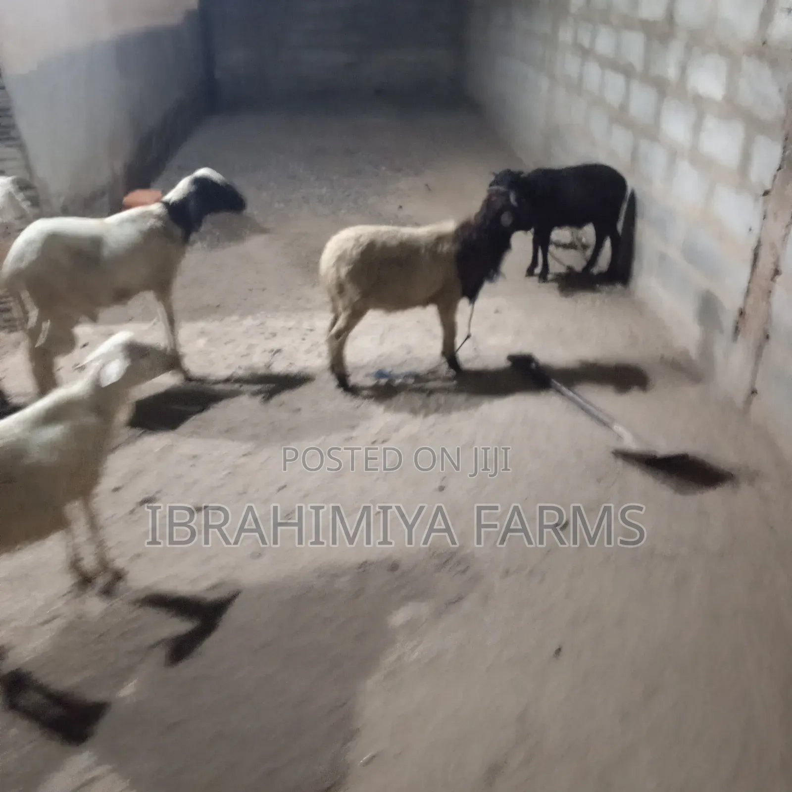 Affordable Sheeps