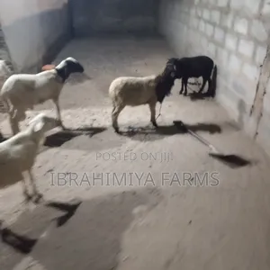 Affordable Sheeps