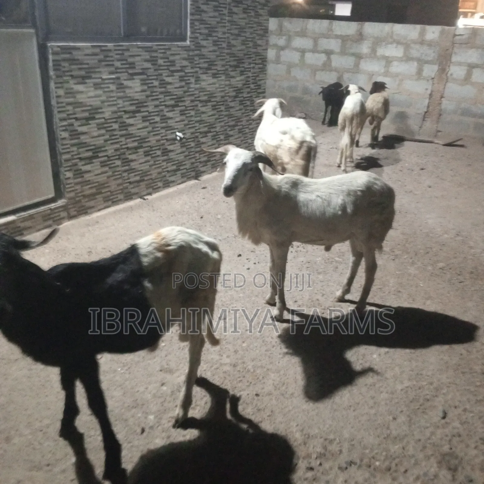 Affordable Sheeps
