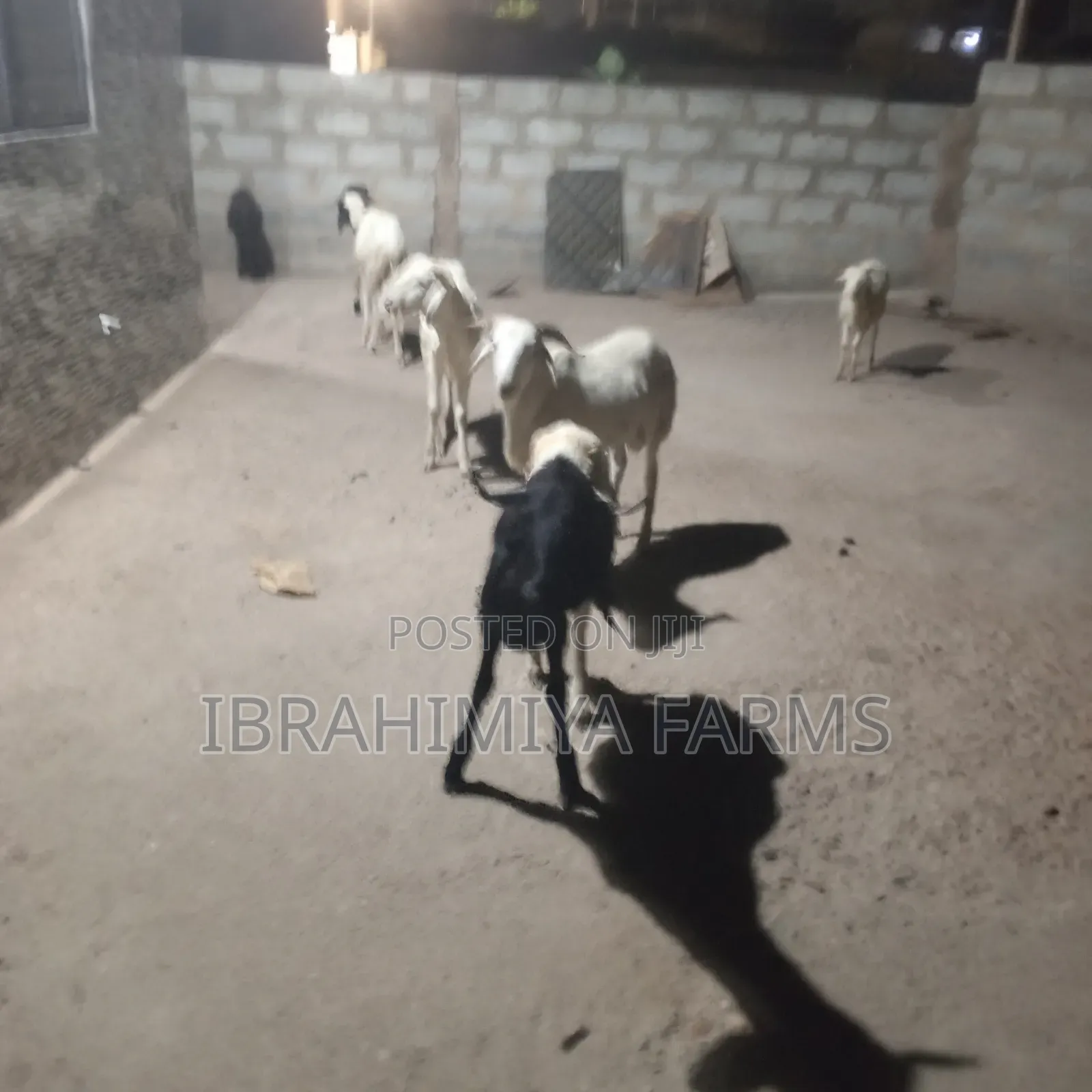 Affordable Sheeps