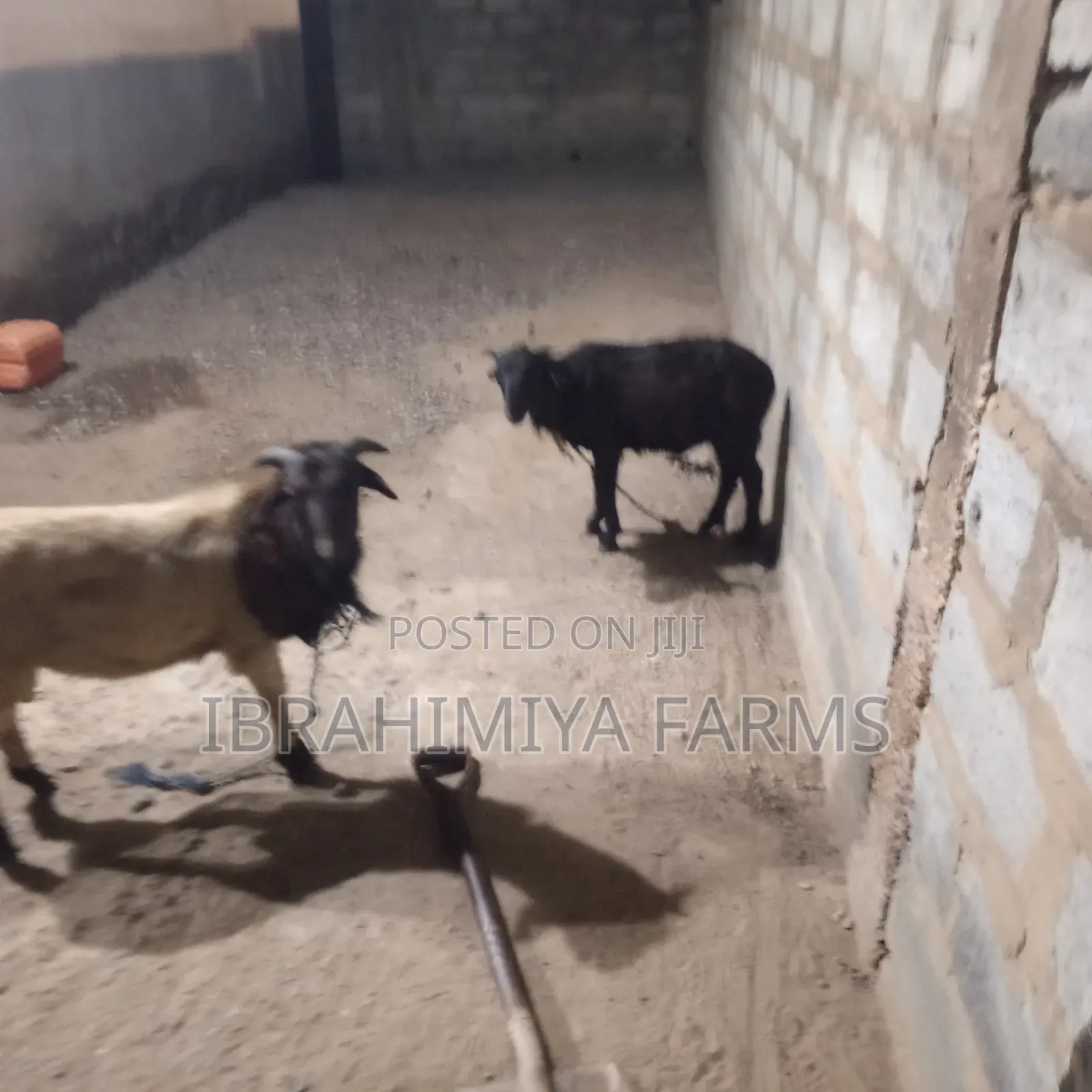 Affordable Sheeps