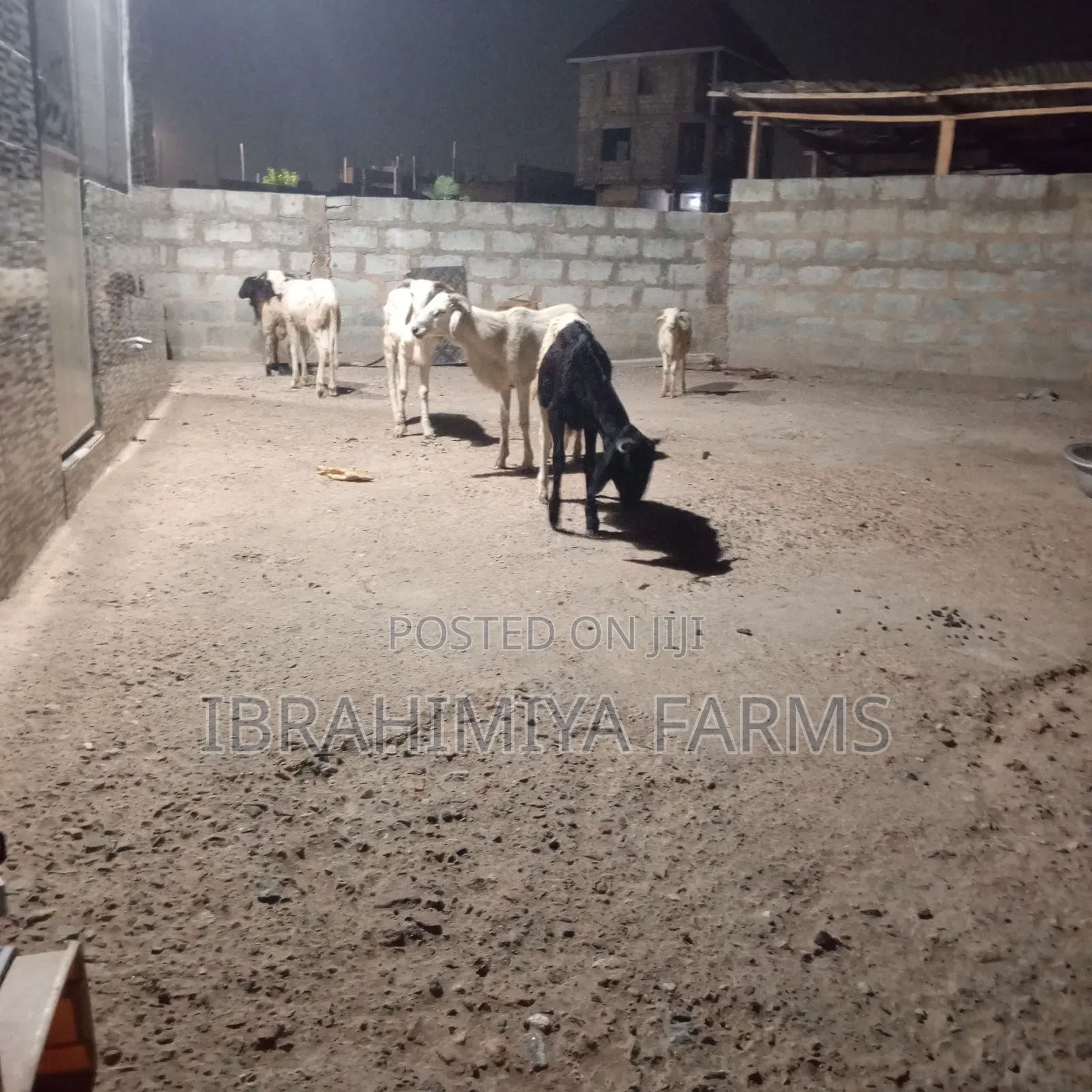 Affordable Sheeps