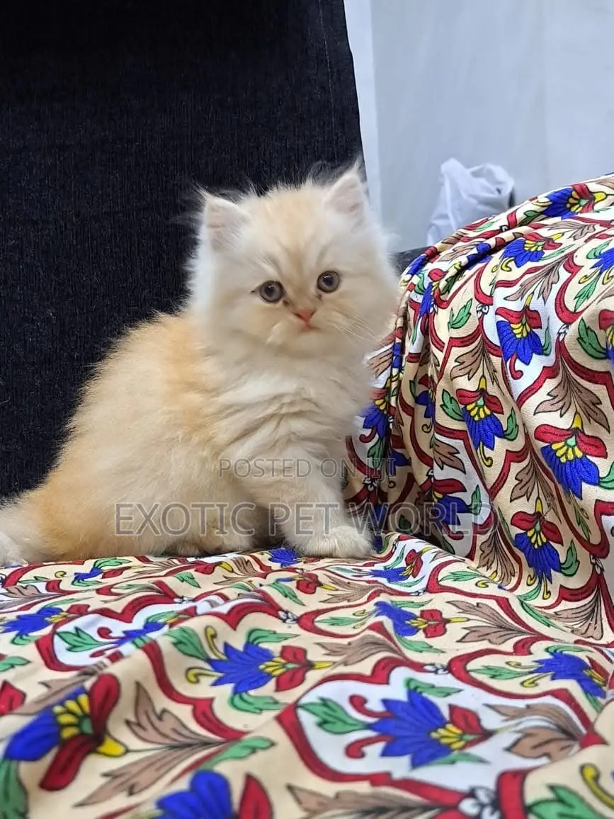 1-3 months Male Purebred Persian