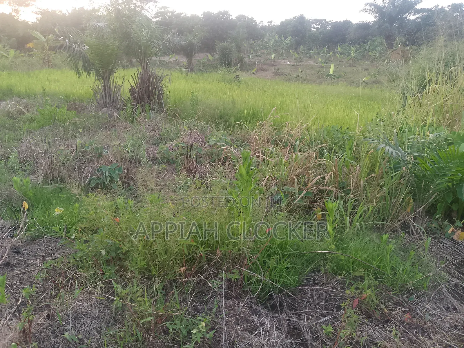 Land for Sale at Pakyi No 1