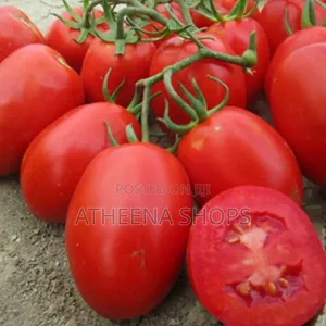 Roma Tomato Seeds