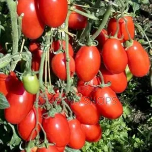 Roma Tomato Seeds