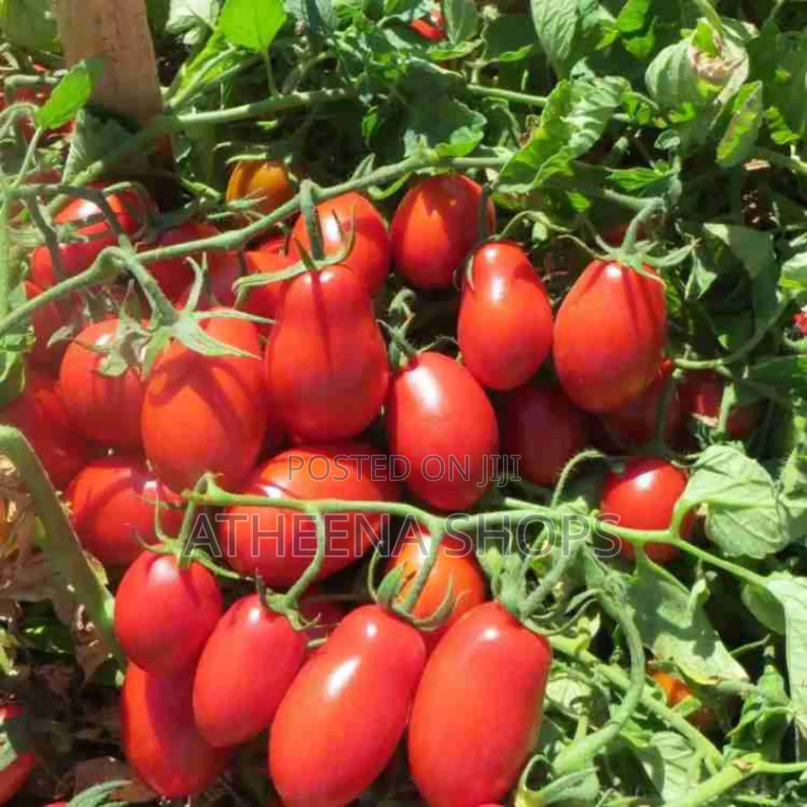Roma Tomato Seeds