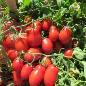 Roma Tomato Seeds