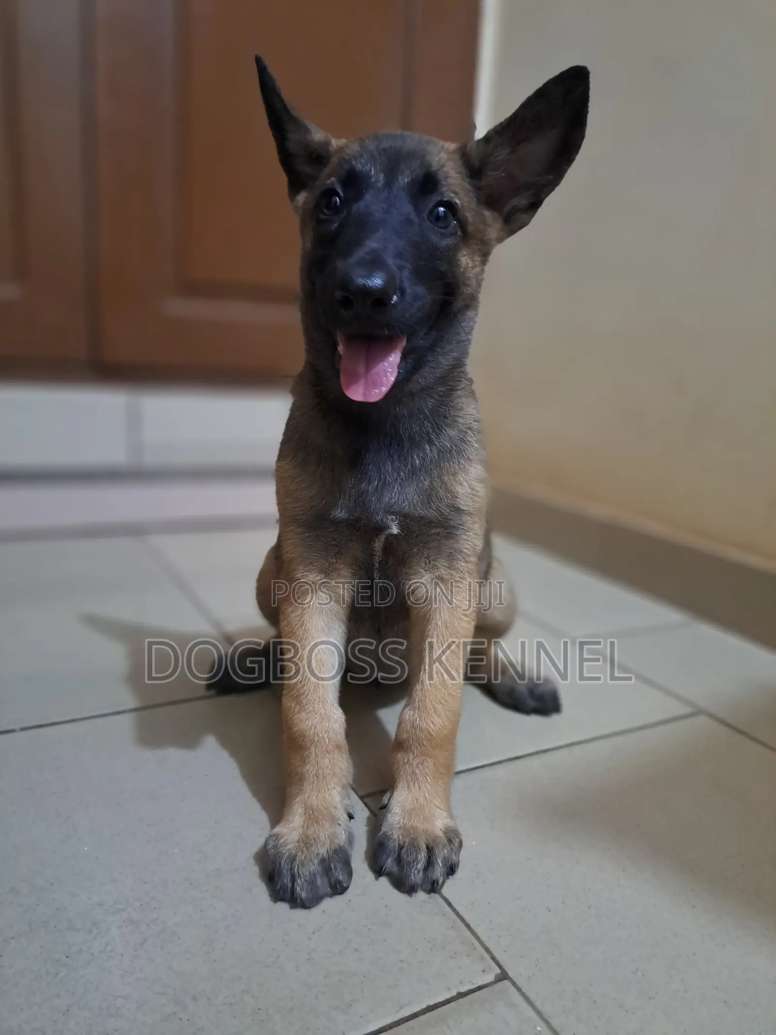 1-3 months Male Purebred Belgian Malinois