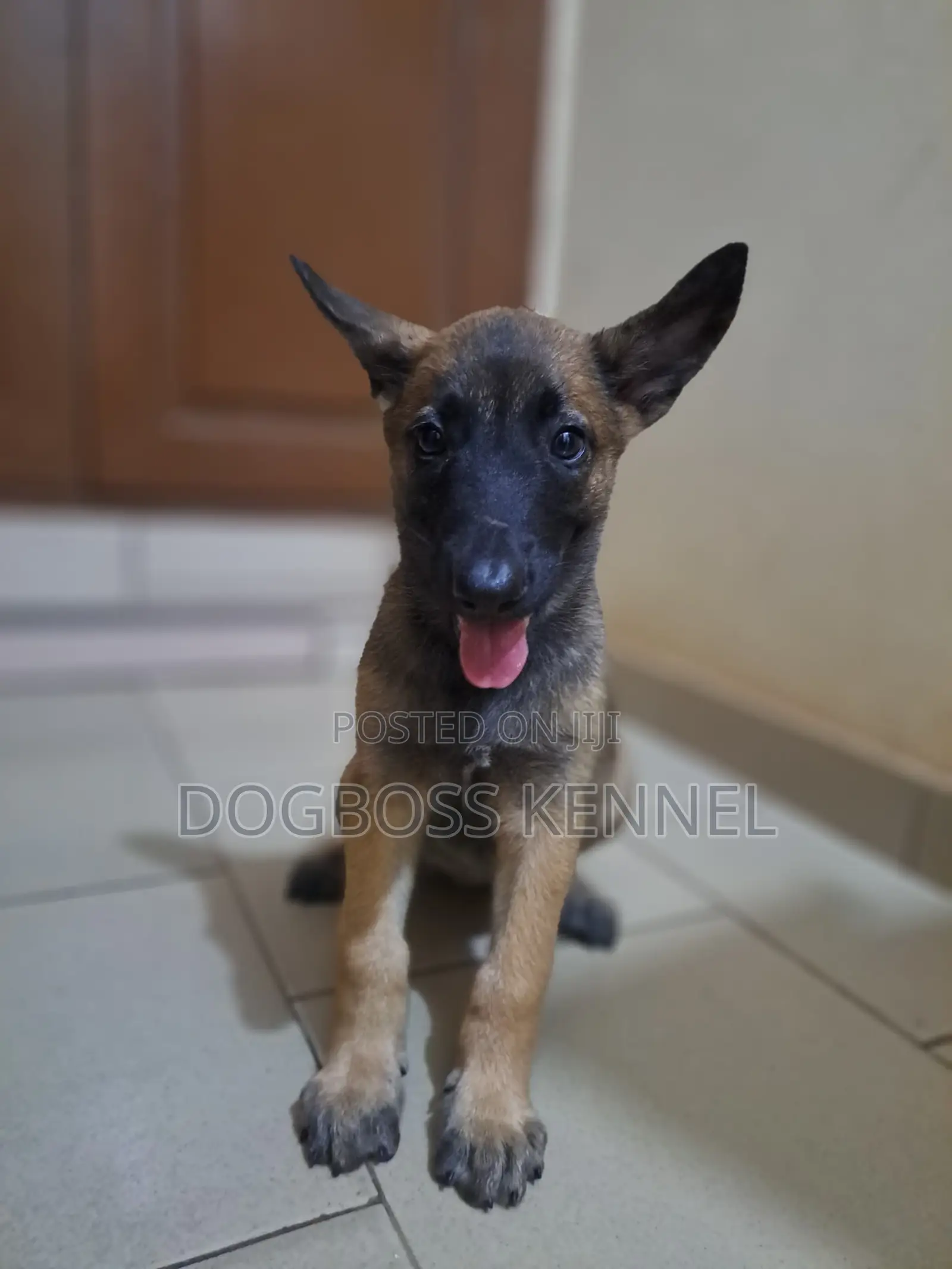 1-3 months Male Purebred Belgian Malinois