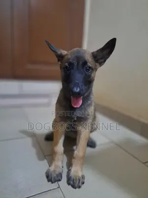 1-3 months Male Purebred Belgian Malinois