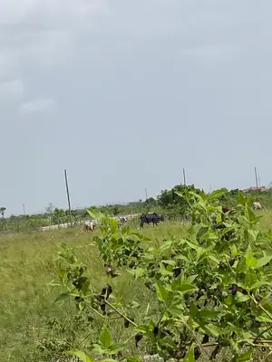 Titled Lands With Documents for Sale at Afienya