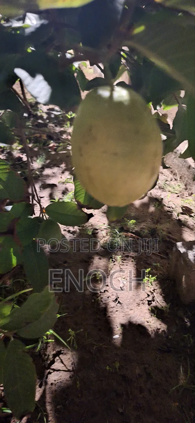 Large Exotic Organic Guava Seedling