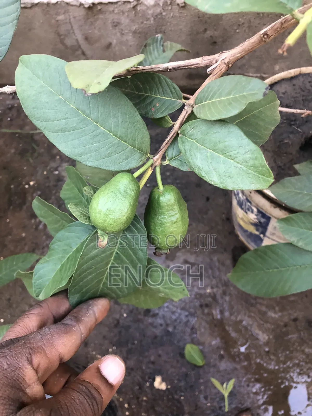 Large Exotic Organic Guava Seedling
