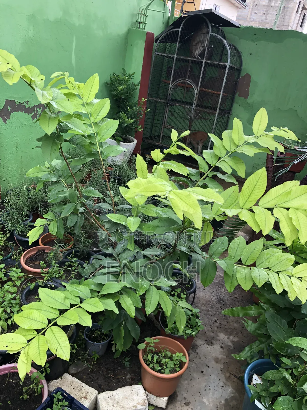 Large Exotic Organic Guava Seedling