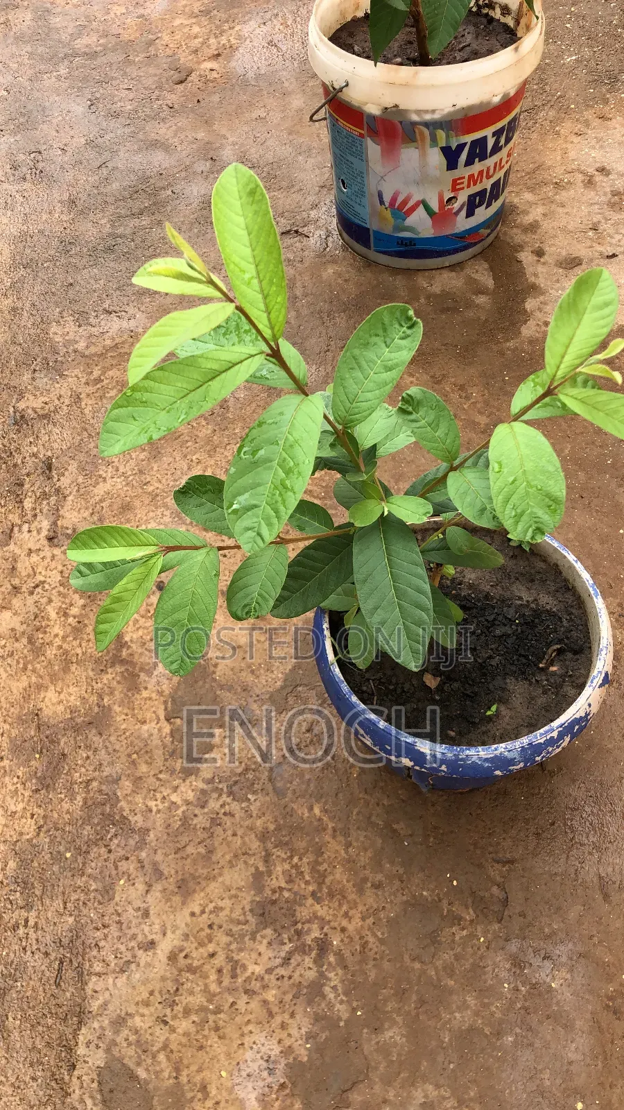 Large Exotic Organic Guava Seedling