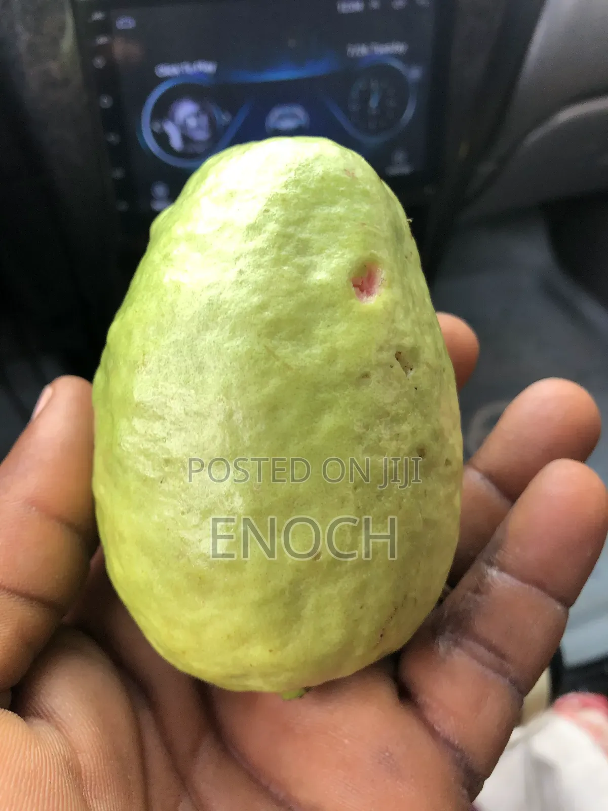 Large Exotic Organic Guava Seedling