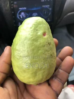 Large Exotic Organic Guava Seedling