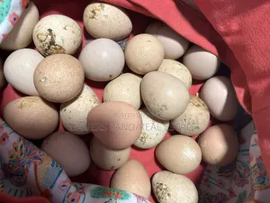Guinea Fowl Eggs Available