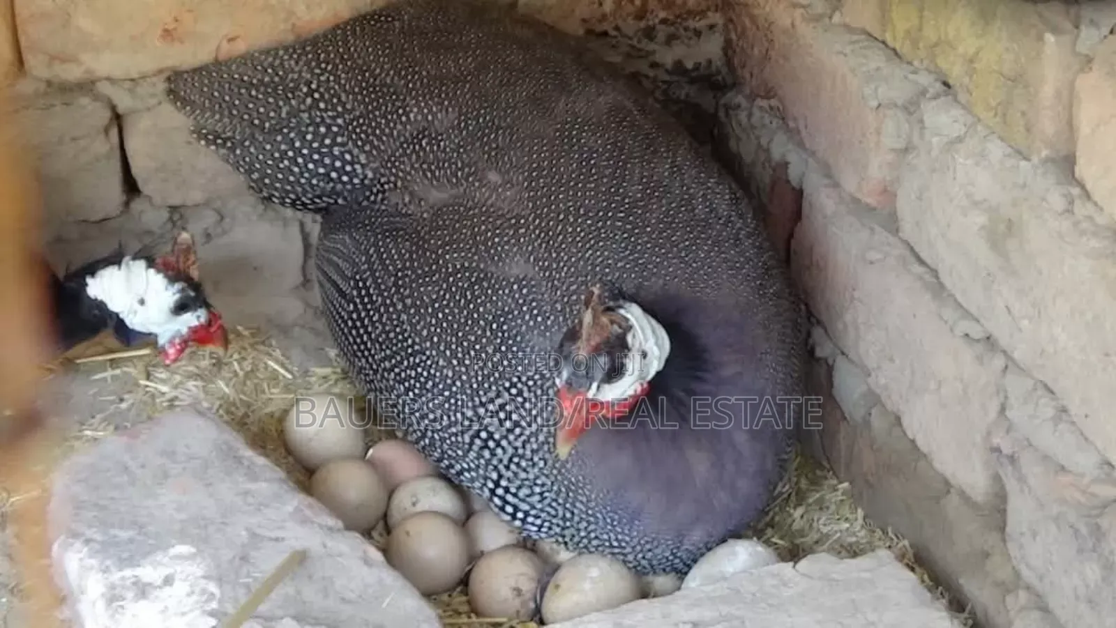 Guinea Fowl Eggs Available