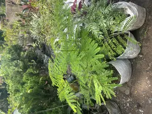 Flamboyant Tree Available for Sale