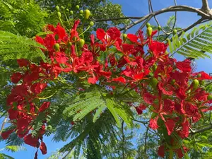 Flamboyant Tree Available for Sale