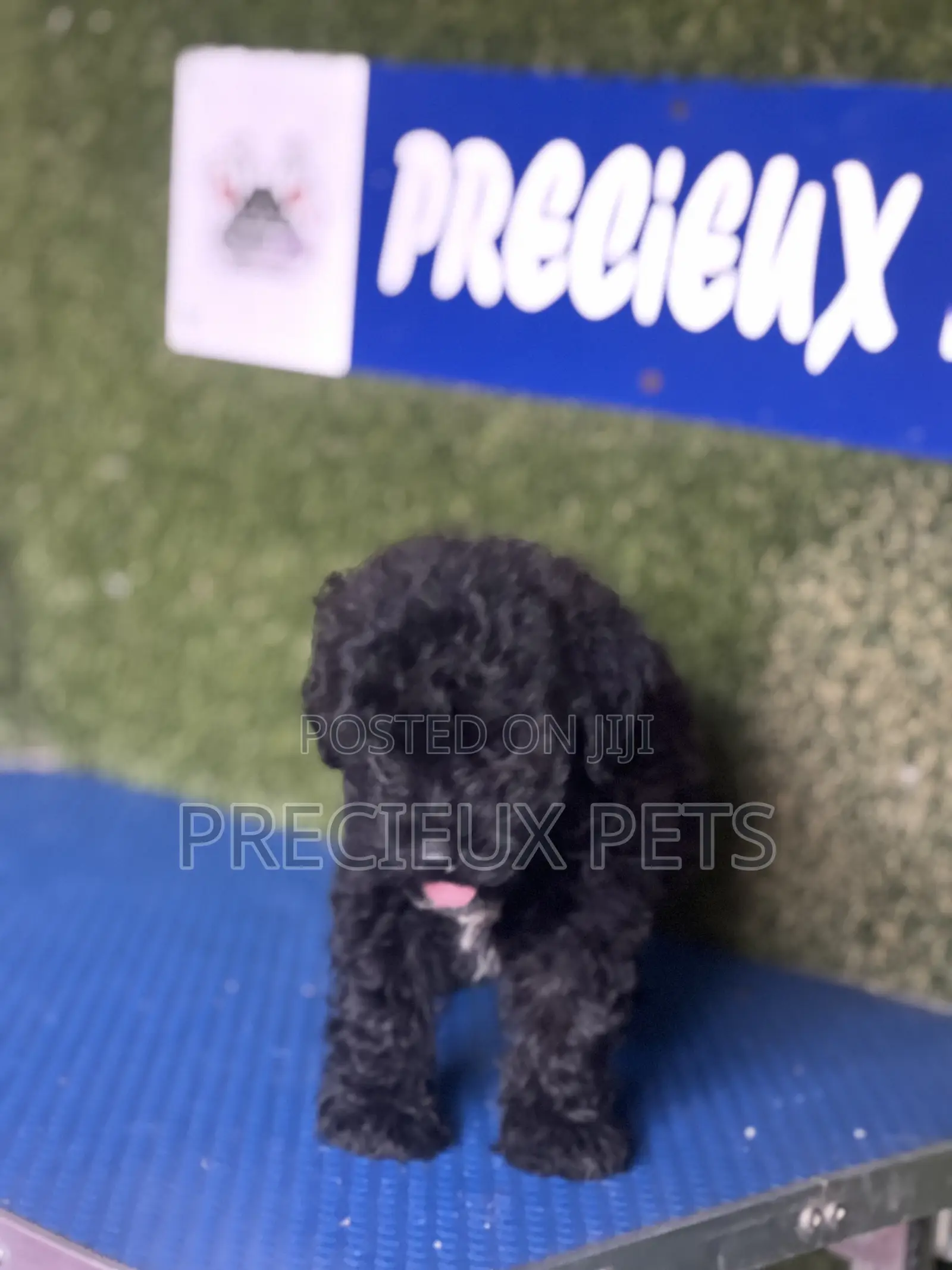 1-3 months Female Purebred Poodle