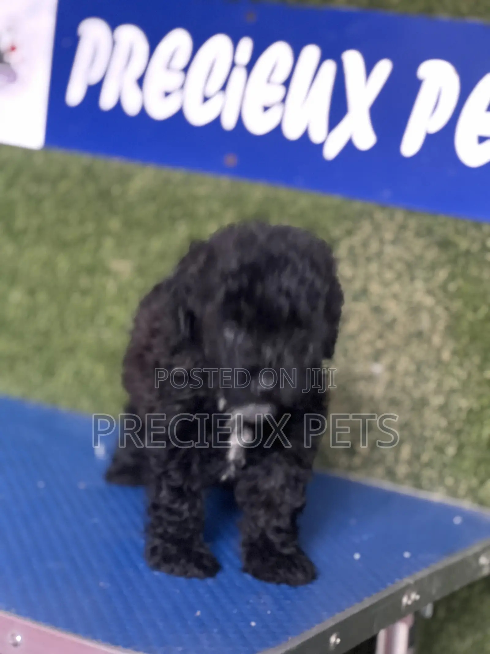 1-3 months Female Purebred Poodle