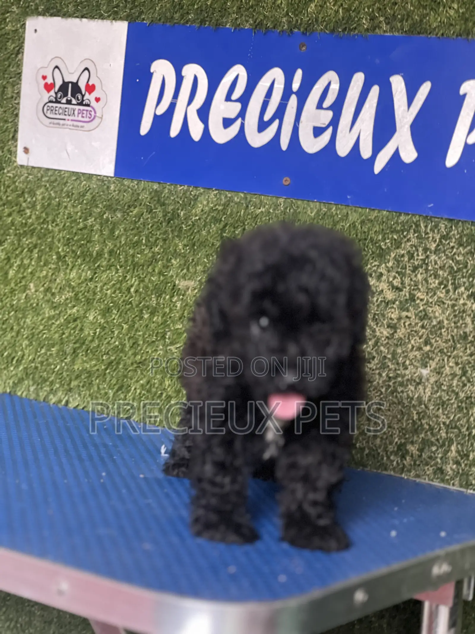 1-3 months Female Purebred Poodle