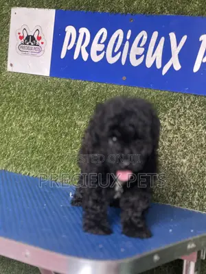 1-3 months Female Purebred Poodle