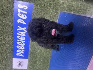1-3 months Female Purebred Poodle