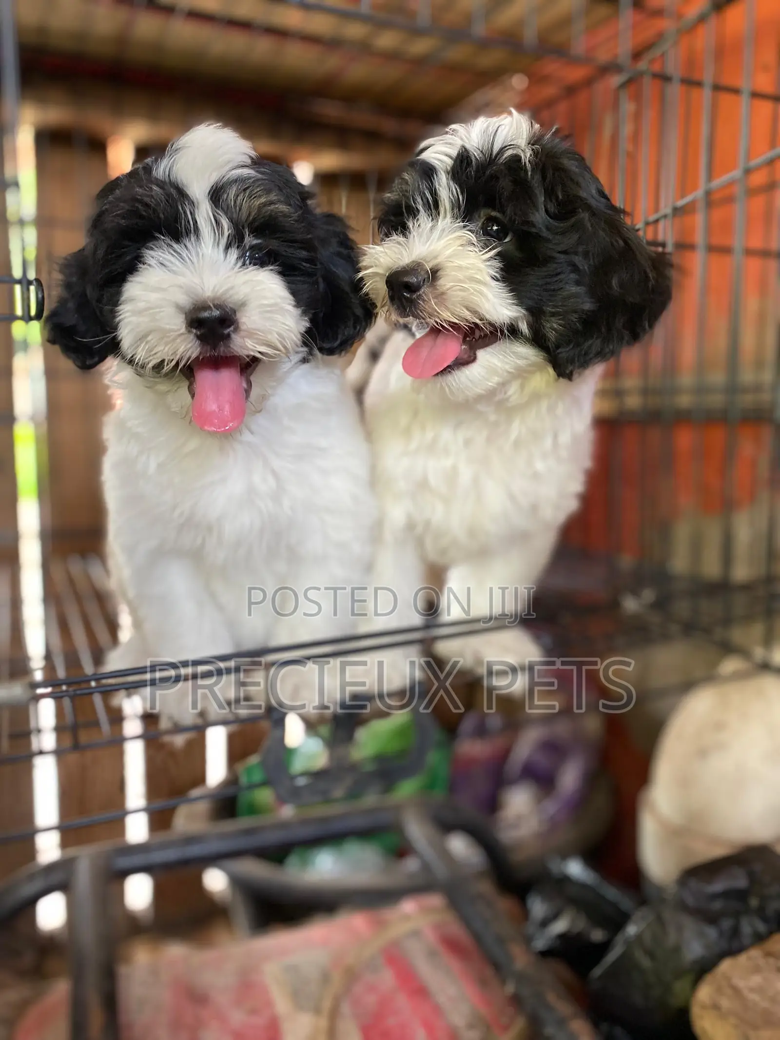 1-3 months Female Purebred Poodle