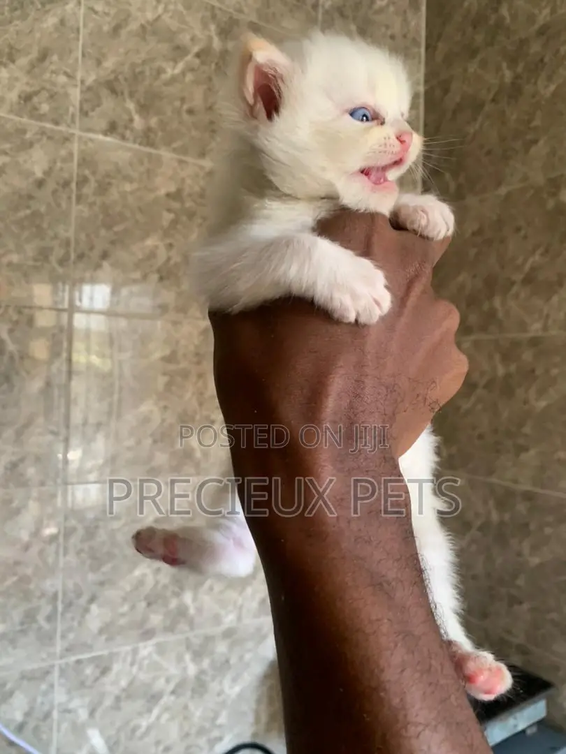 1-3 months Male Purebred Persian