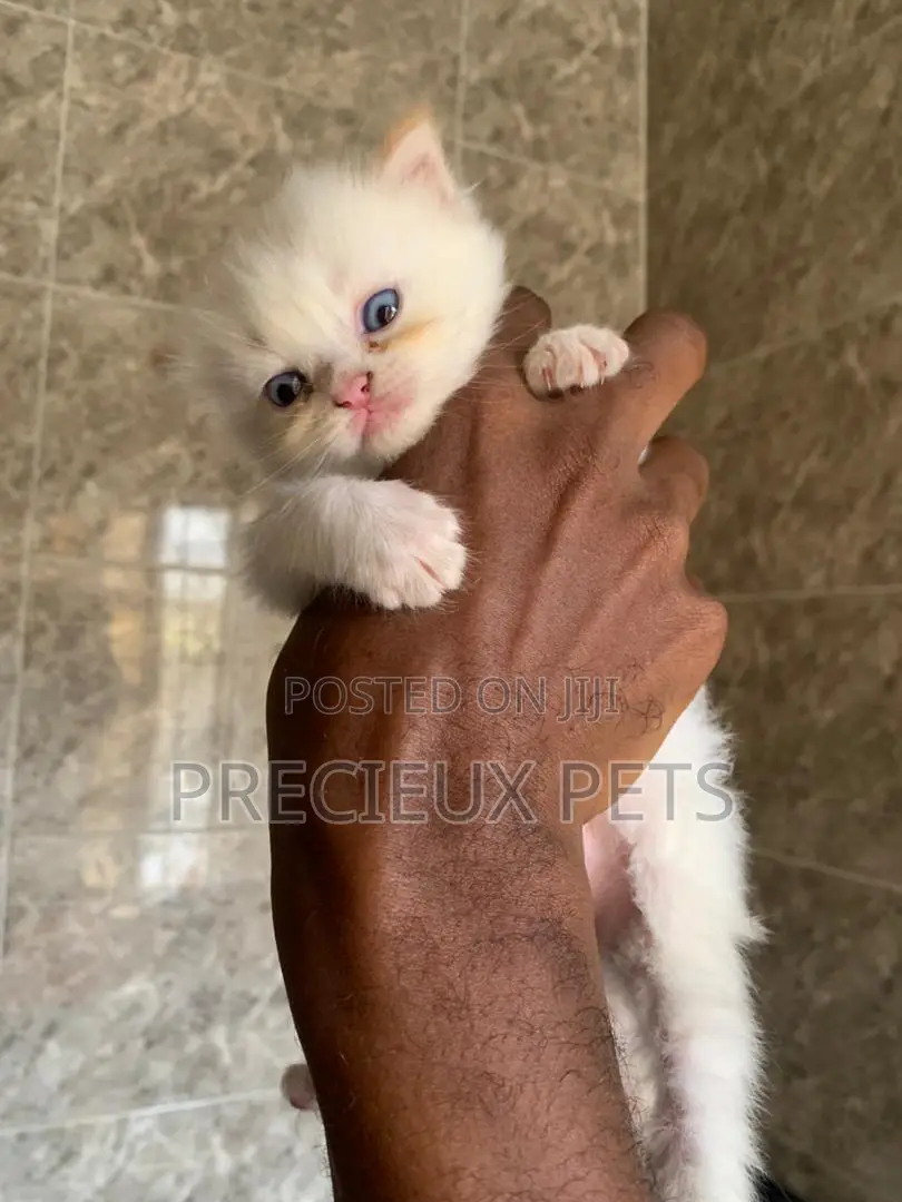 1-3 months Male Purebred Persian