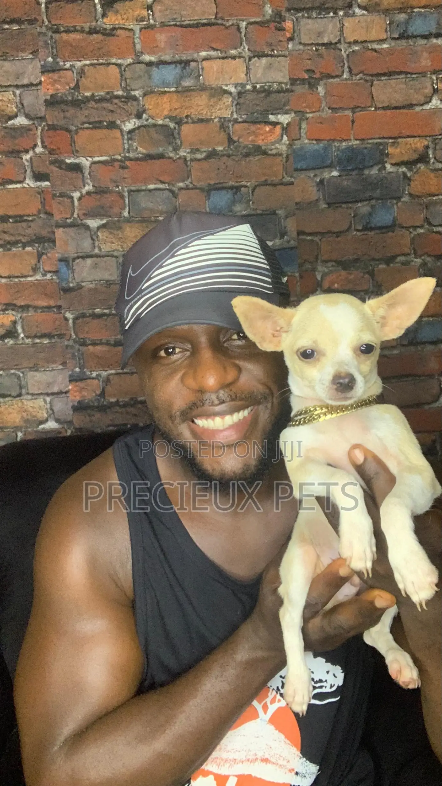 1-3 months Male Purebred Chihuahua