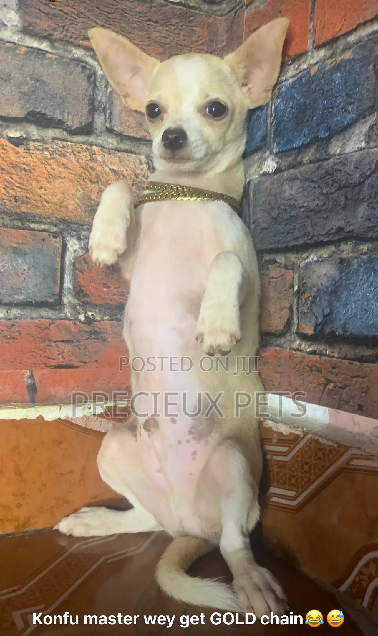 1-3 months Male Purebred Chihuahua