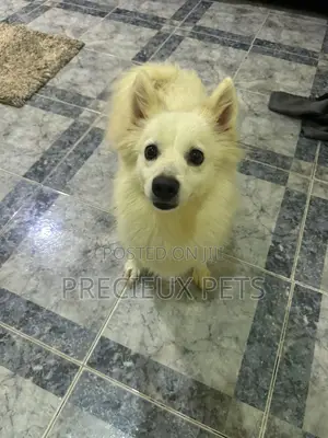 1+ year Female Purebred Japanese Spitz
