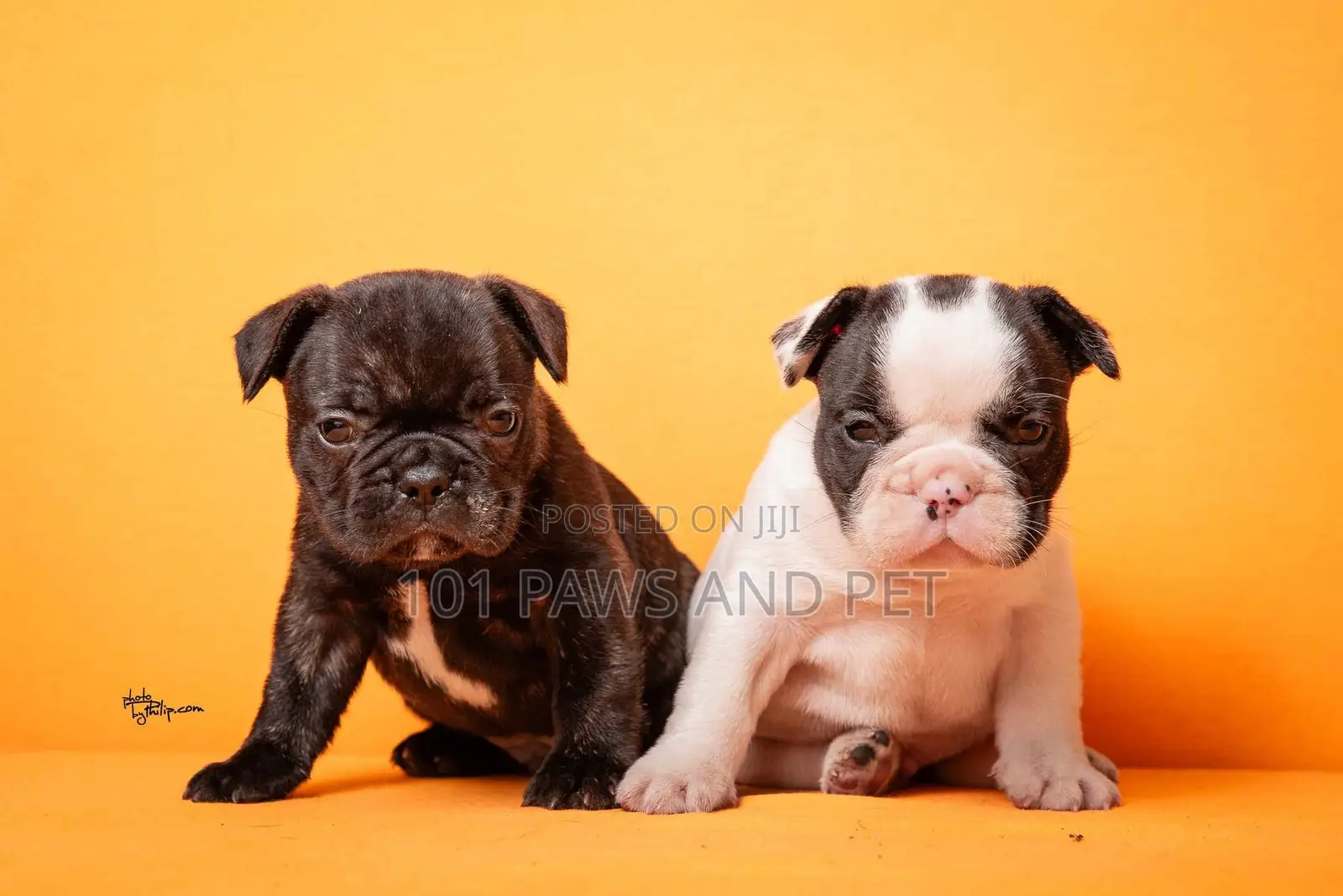 1-3 months Male Purebred French Bulldog