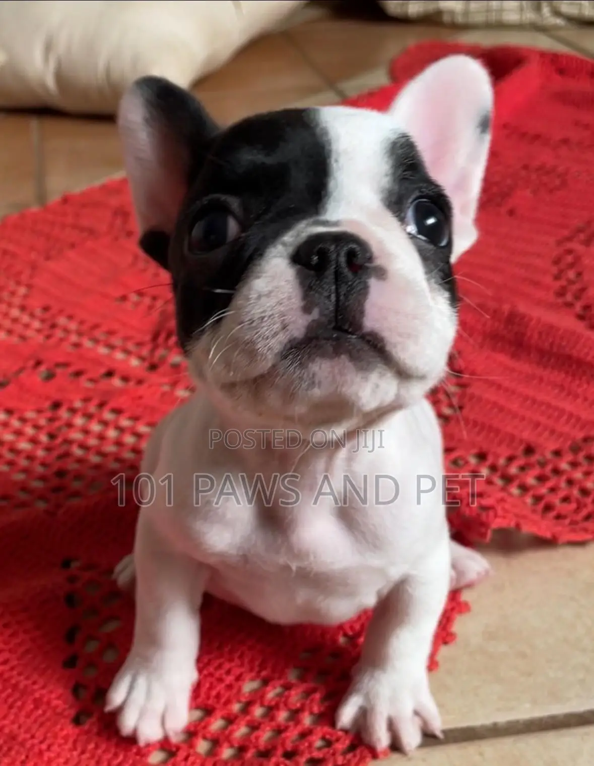 1-3 months Male Purebred French Bulldog