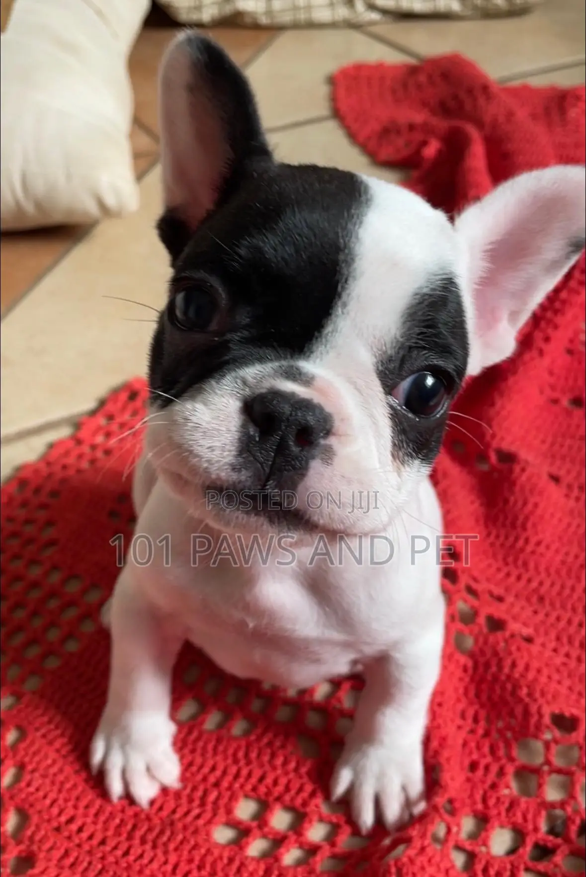 1-3 months Male Purebred French Bulldog