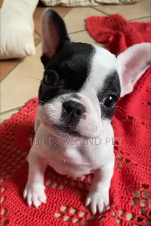 1-3 months Male Purebred French Bulldog