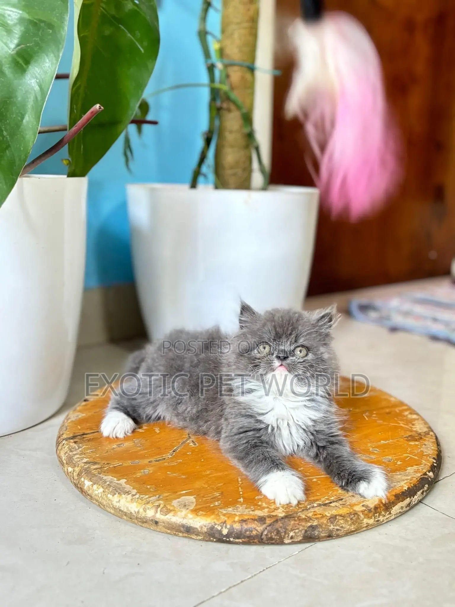 1-3 months Male Purebred Persian