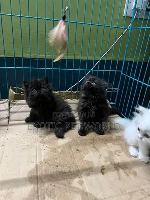 0-1 month Male Purebred Persian