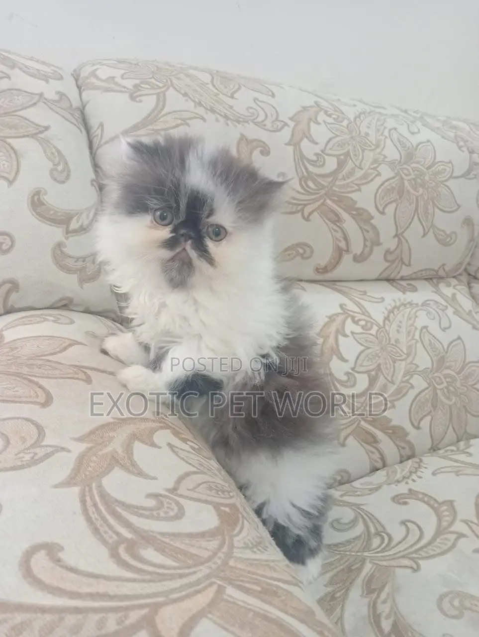 0-1 month Female Purebred Persian