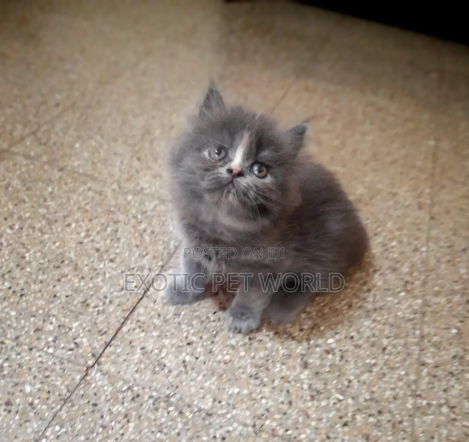 1-3 months Male Purebred Persian