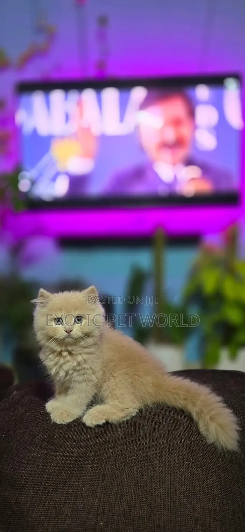 1-3 months Male Purebred Persian