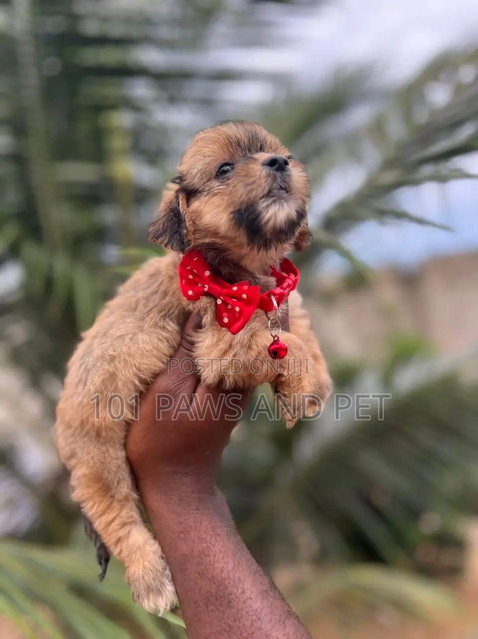 1-3 months Female Purebred Poodle