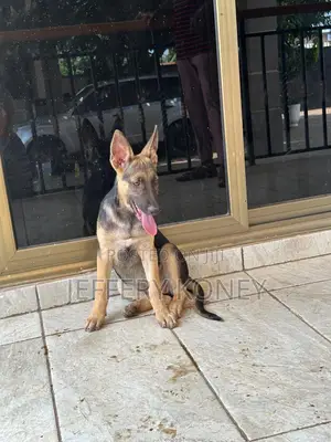 3-6 months Female Purebred German Shepherd